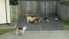 Still from video footage of Western Hunt hounds killing a pet cat.  Moments later a hunt official picks up the cat's body and throws it over a fence.  Police are investigating